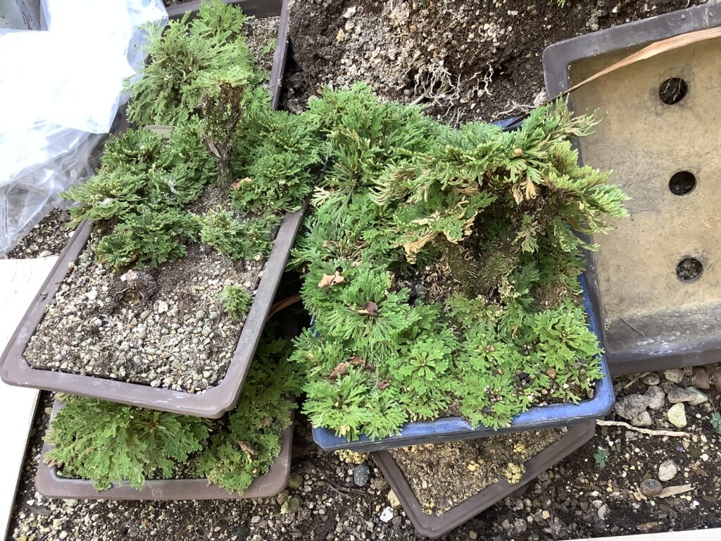 倉敷市広江で回収した植木鉢